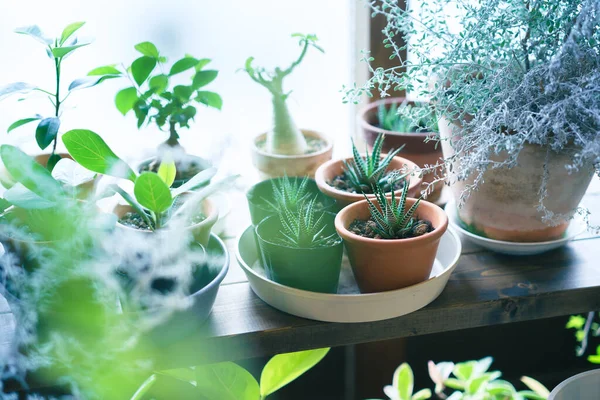 From Seedlings to Harvest How Grow Lights Enhance Indoor Plant Growth